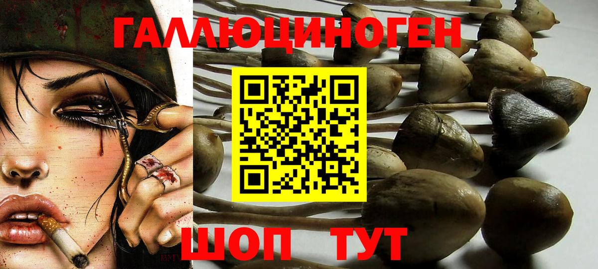 где найти   Вход с VPN  Белово  Галлюциногенные грибы Psilocybine cubensis 